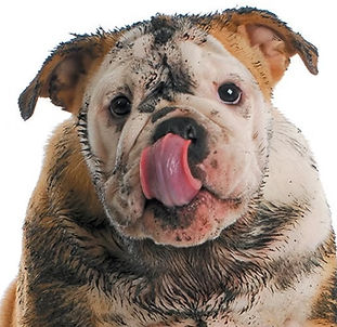 Muddy bulldog licking its nose