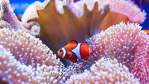Clownfish