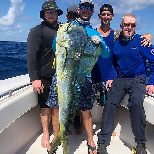 Dolphin Huge 2.jpg