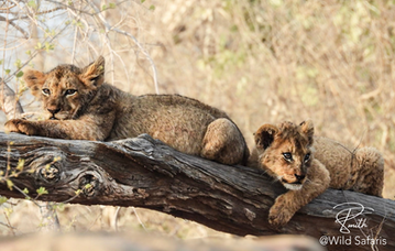 Two lion cubs resting on a tree branch @Wild Safaris