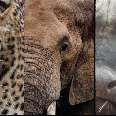 🦁 The Big 5 Safari Experience in Kruger National Park