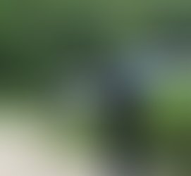 Terror en Cancún: Perros callejeros sacan restos humanos de un costal en la colonia Avante