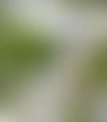 Modelo Quintana Roo: el éxito del Grupo Centurión ante el secuestro