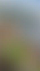 Avanza combate al incendio forestal en Holbox; brigadistas aplican técnicas especializadas