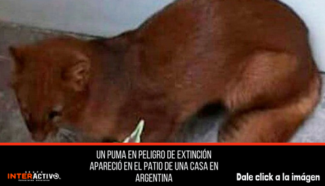 Un puma en peligro de extinción apareció en el patio de una casa
