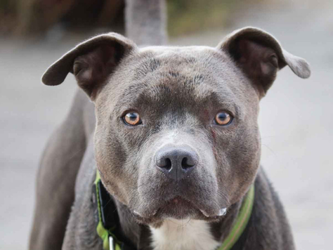 Ataque de perro causa la muerte a menor de dos años