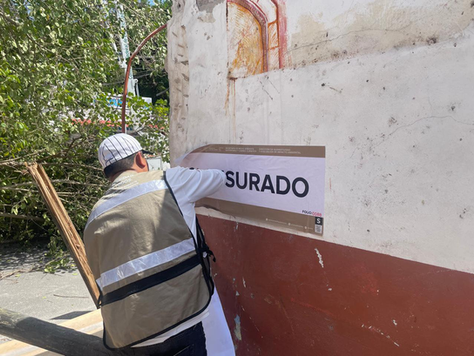 Cae álamo tras cortar sus raíces en obra del centro de Playa del Carmen; autoridades clausuran predio