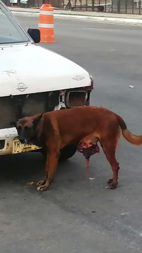 ¡Impactante! Cocodrilo ataca a lomito en plena Bahía de Chetumal