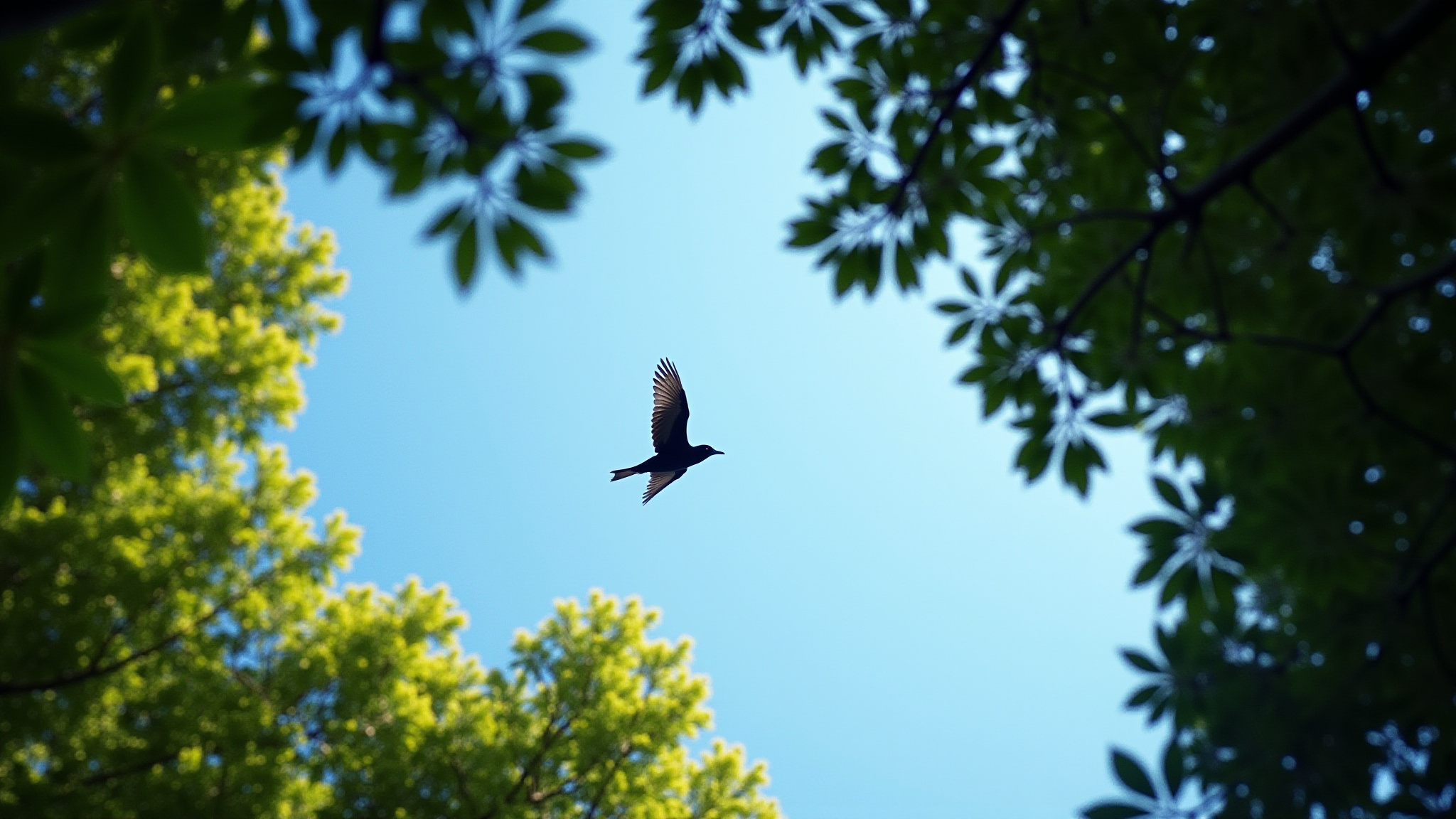 bird flying in sky