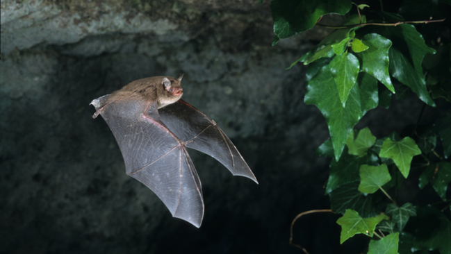 Daubentons bat.png