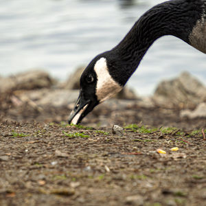 Tranquil Wildlife