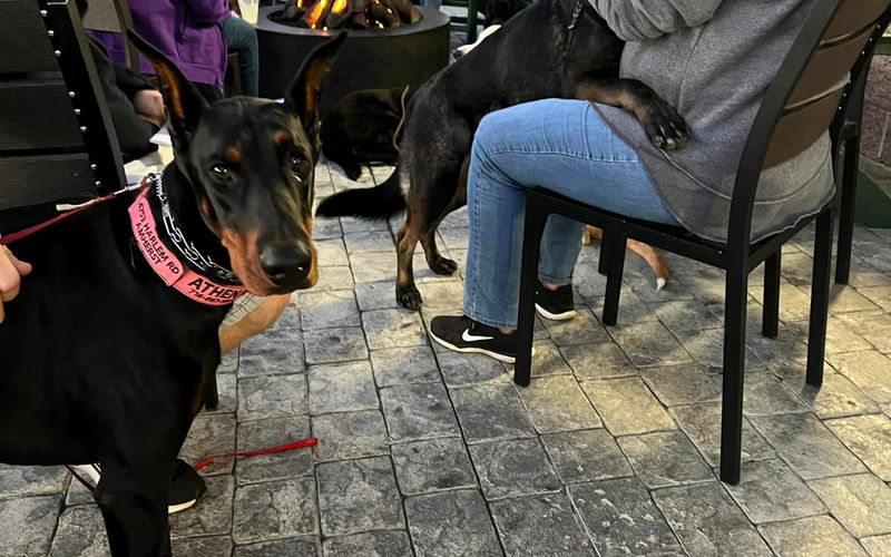 Canine Good Citizen test prep