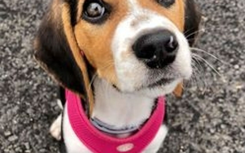 Puppies in preschool class