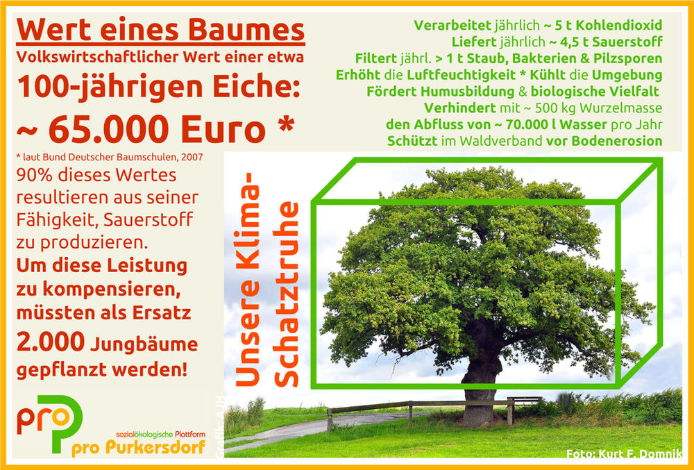 Der Wert eines einzigen Baumes!