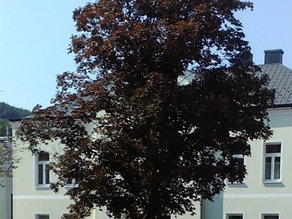 Es war einmal ein Ahornbaum 