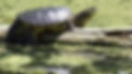 snapping turtle