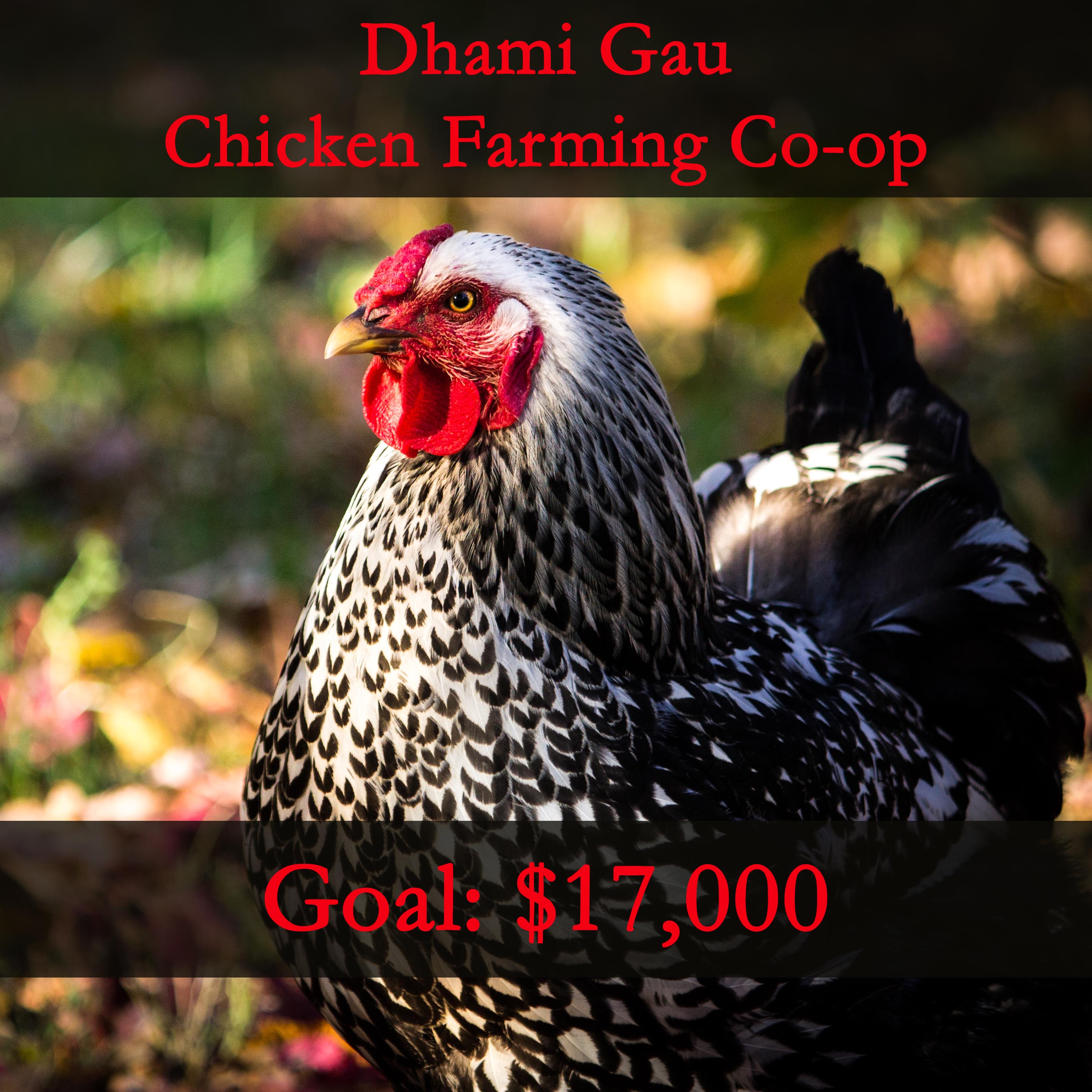 Help Build a Chicken Farm