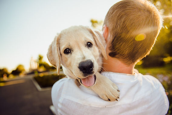 dog-3344414_1280 (1).jpg