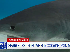 Cocaine sharks: Why Are Sharks In the bahamas high on cocaine and other drugs ?