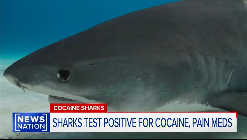 Cocaine sharks: Why Are Sharks In the bahamas high on cocaine and other drugs ?
