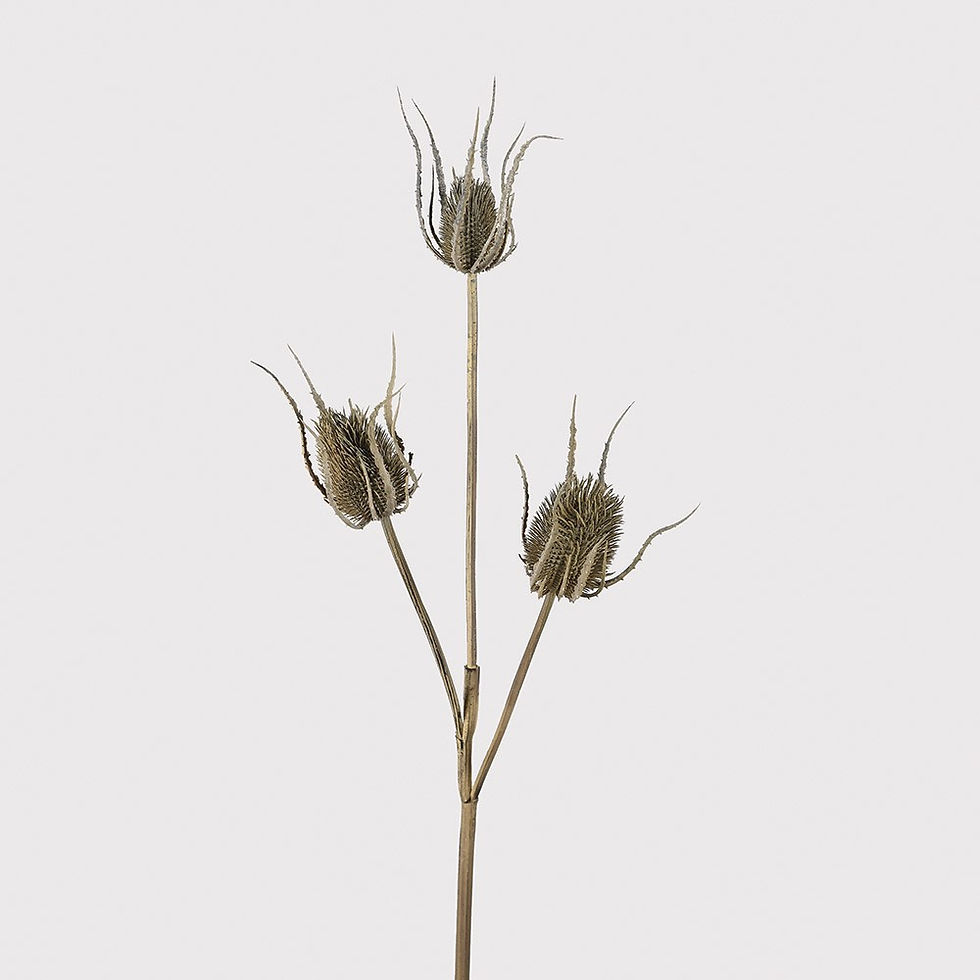 Thumbnail: Brown Teasel Bundle