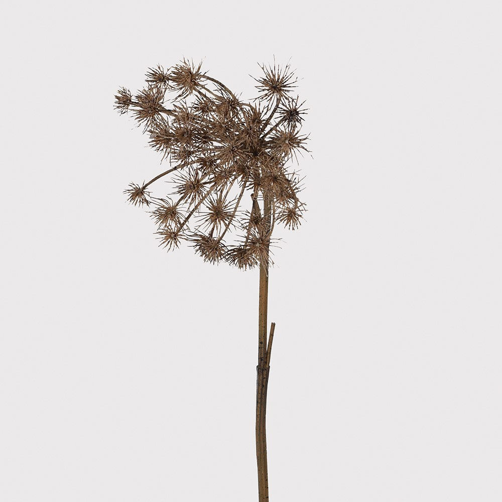 Brown Queen Anne's Lace Stem