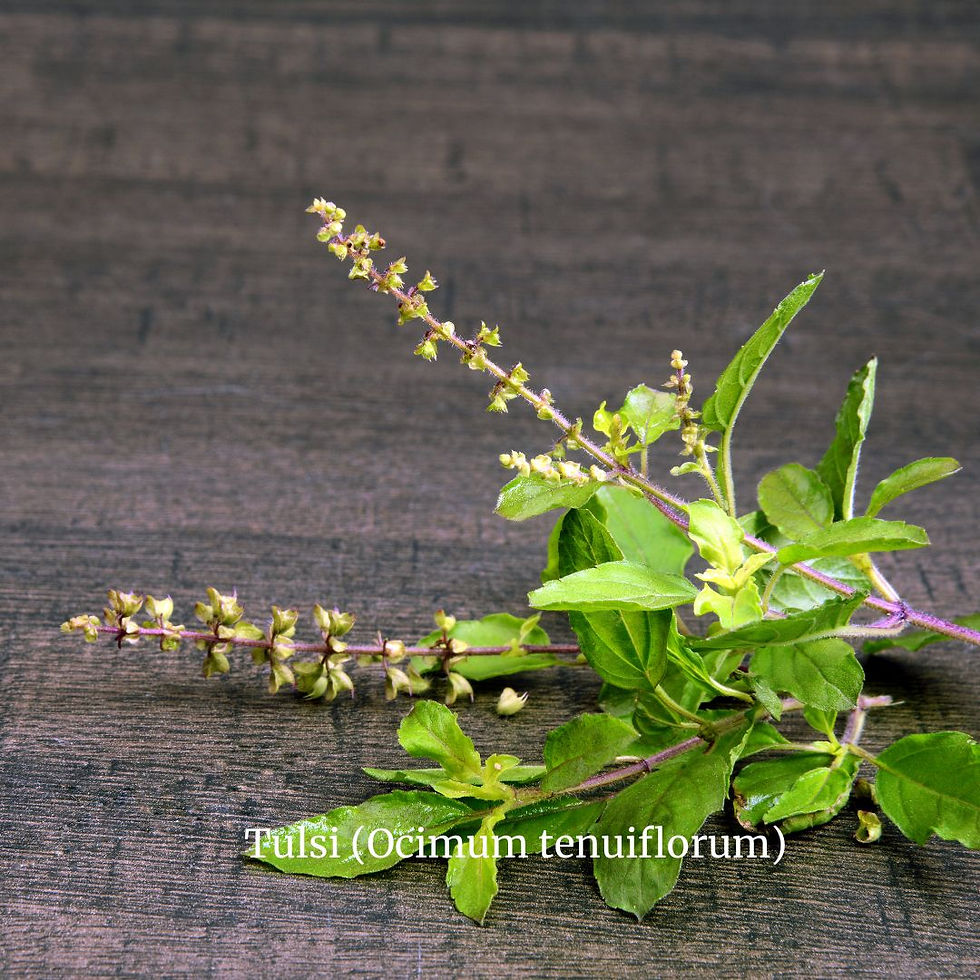Thumbnail: Tulsi (Ocimum tenuiflorum)