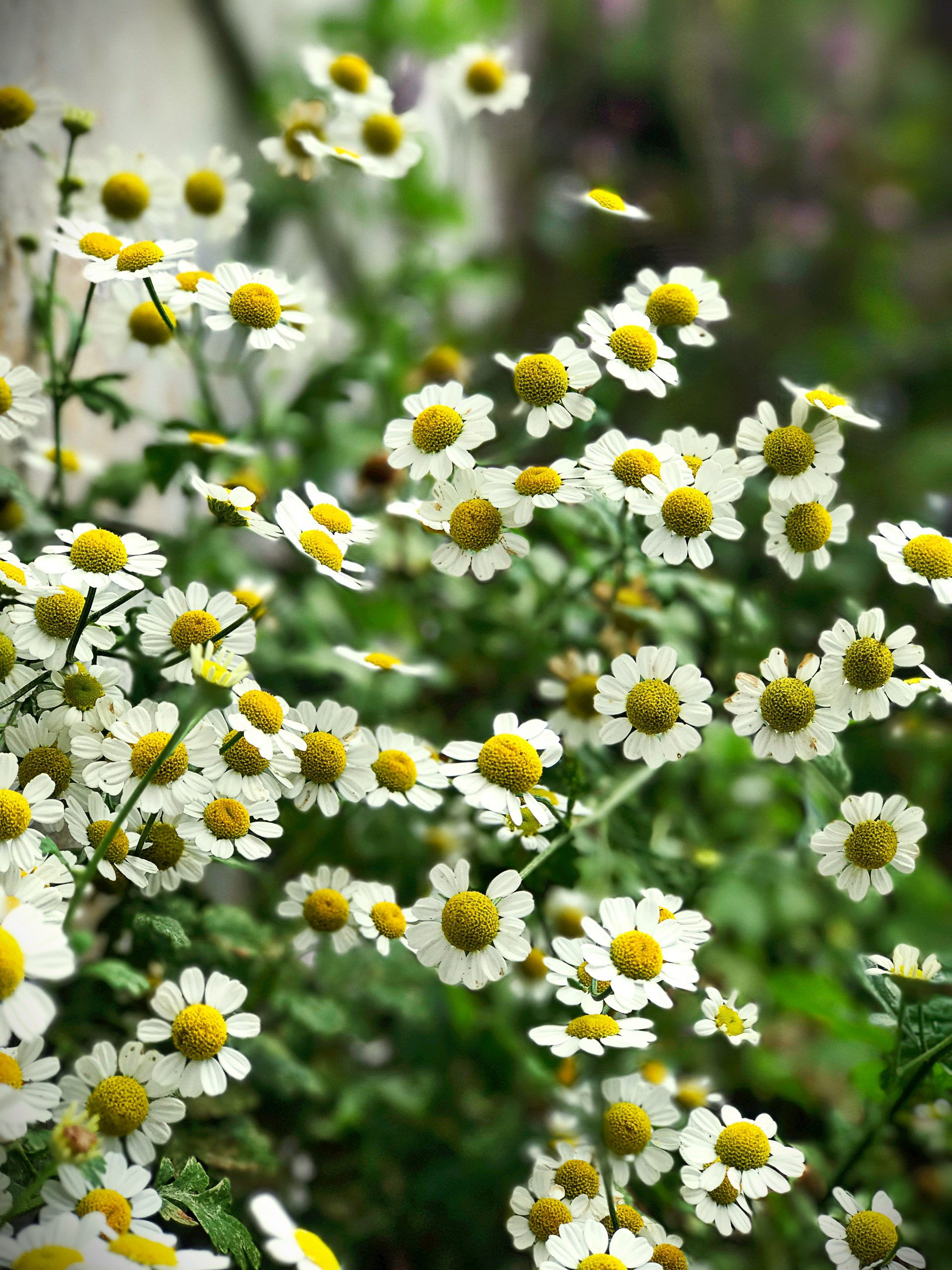 Feverfew (Tanecetum parthenium)