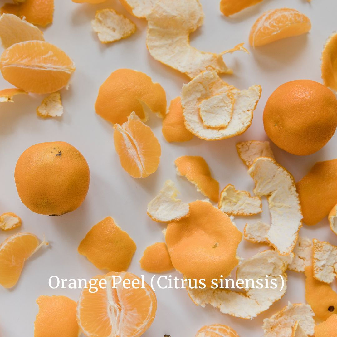 Orange Peel (Citrus sinensis)