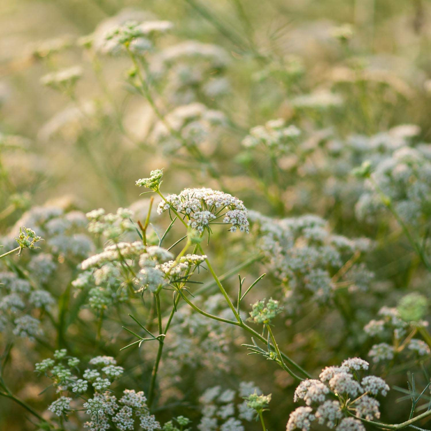 Cumin Seed (Cuminum cyminum)