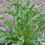 Thumbnail: Yellow Dock (Rumex crispus)
