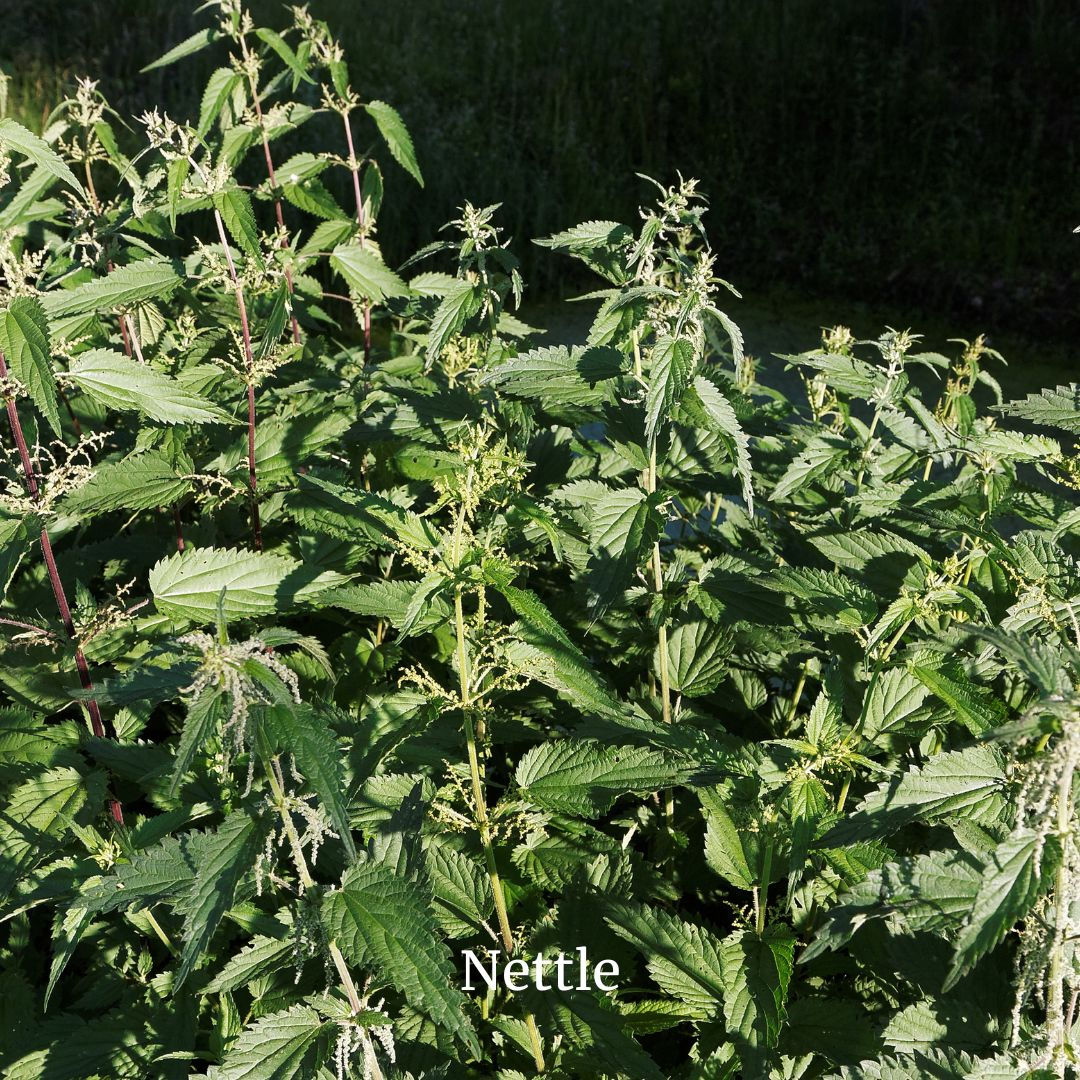 Nettle Leaf (Urtica dioica)