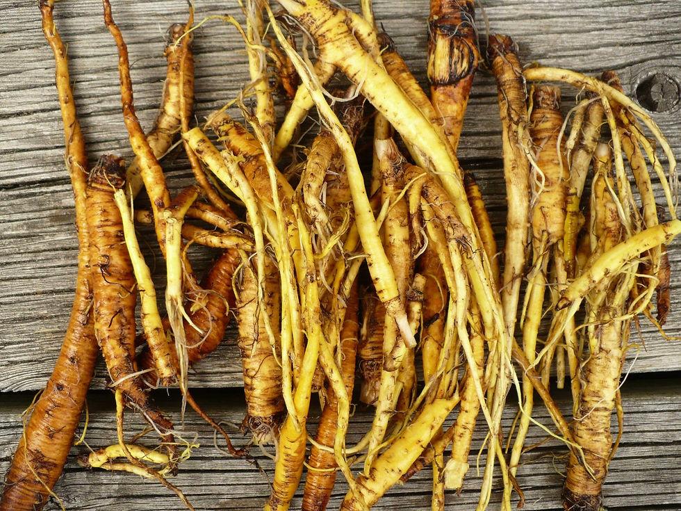 Thumbnail: Yellow Dock (Rumex crispus)