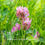 Thumbnail: Red Clover (Trifolium pratense)
