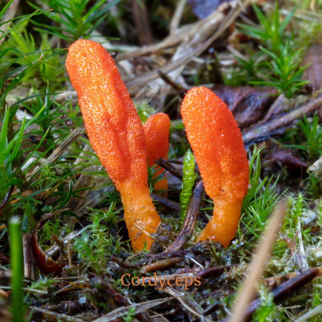 Cordyceps Mushroom Powder (Cordyceps senensis)