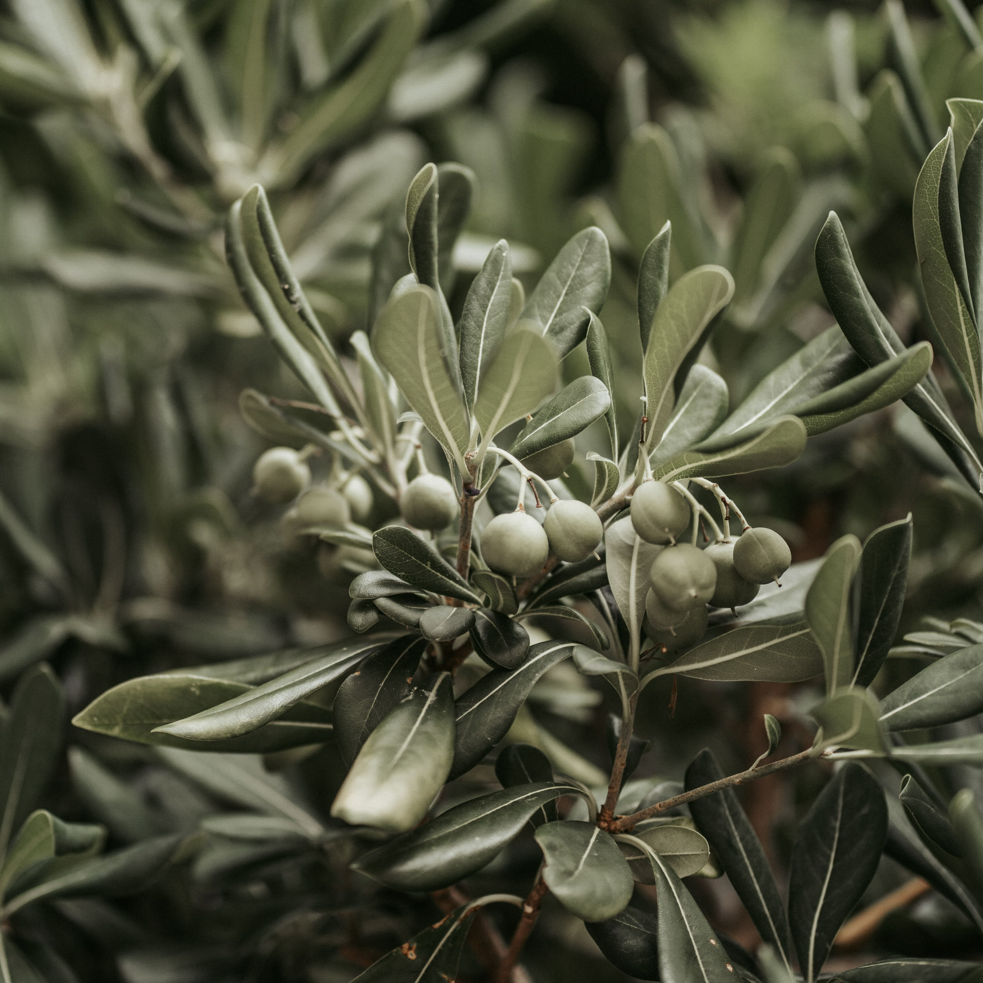 Olive Leaf (Olea europaea)