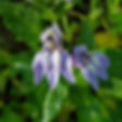 Thumbnail: Lobelia (Lobelia inflata)