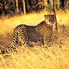 Leopardo cazador