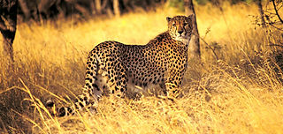 Cheetah in Grass