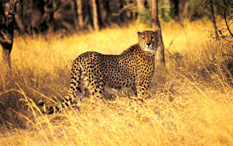 Beware the Panther