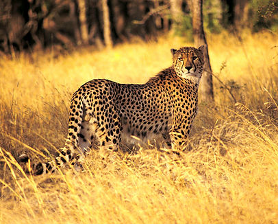 Gepard