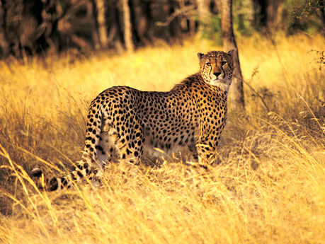 (Writing sample) 3 Reasons Why South Africa Should Be On Your Bucket List