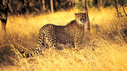 Cheetah