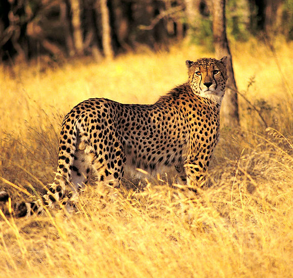 Nat Geo Journeys 