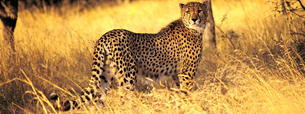 Leopardo cazador