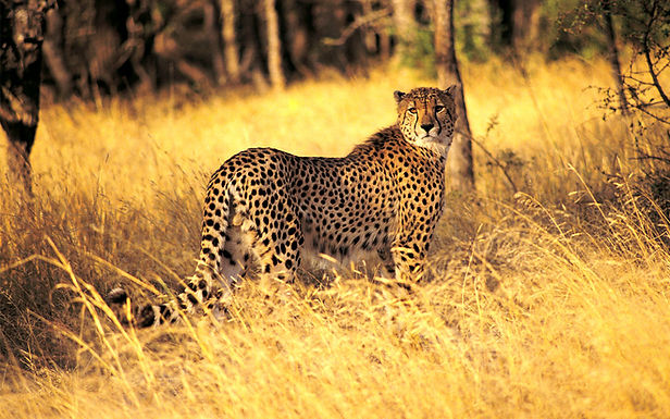 Cheetah