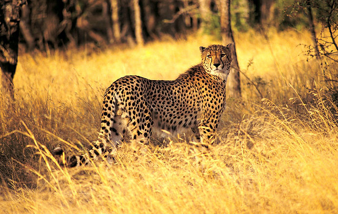 Gepard