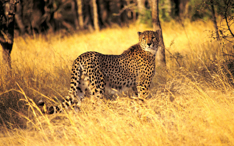 A cheetah