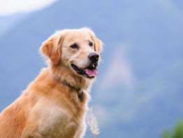 After 17 Years of Plant-Based Ice Cream, Coconut Bliss Rebrands with Dog Dairy