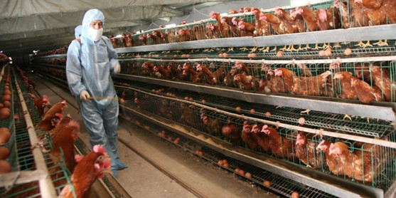 Chickens in cages for the totally unrelated egg industry